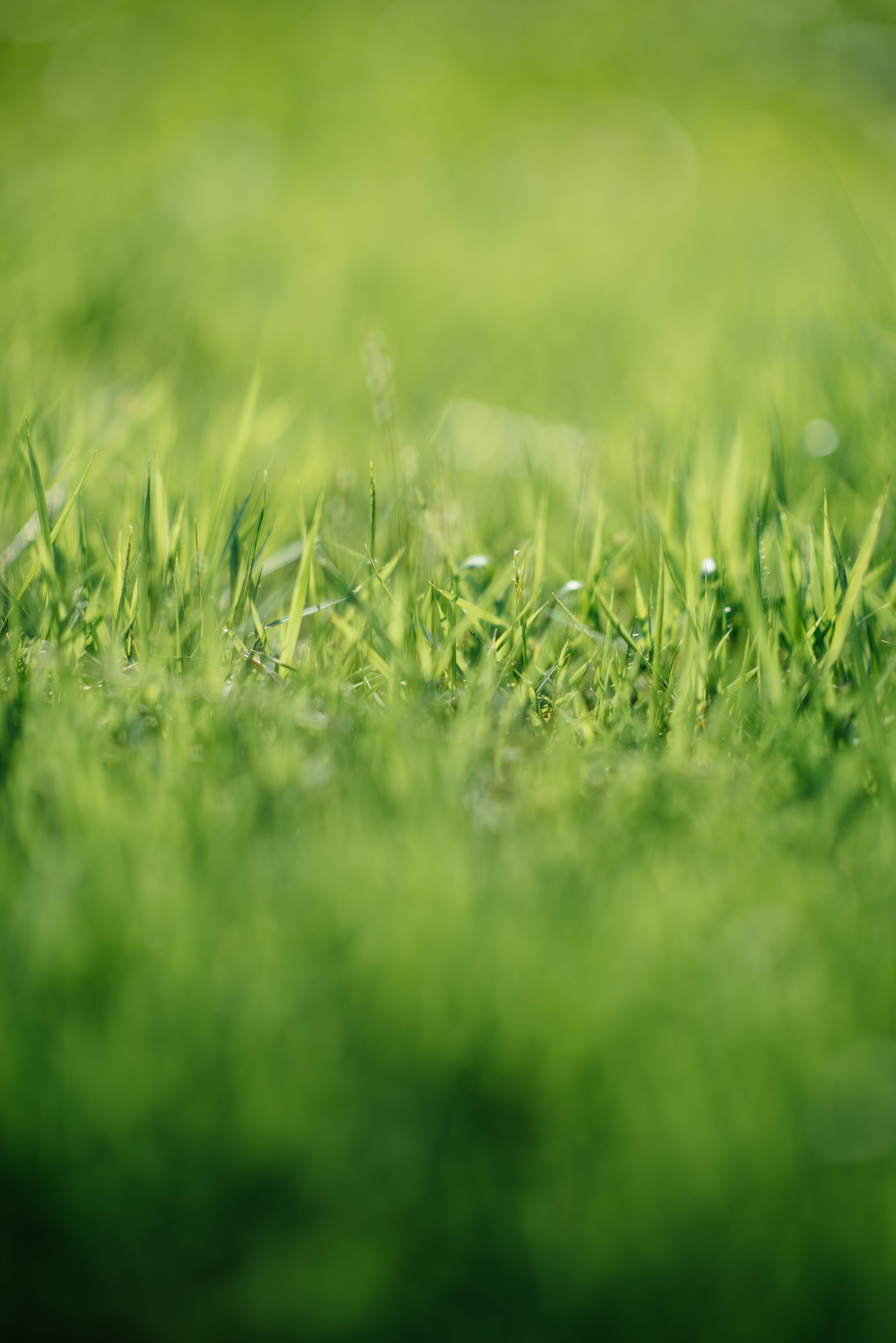 Lawns